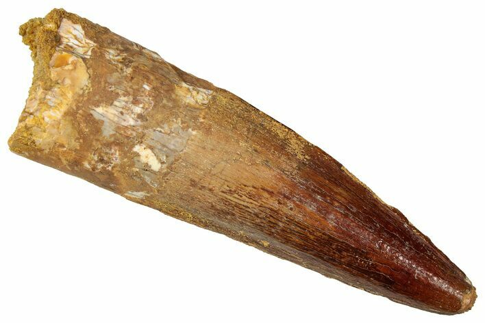 Fossil Spinosaurus Tooth - Real Dinosaur Tooth #357437